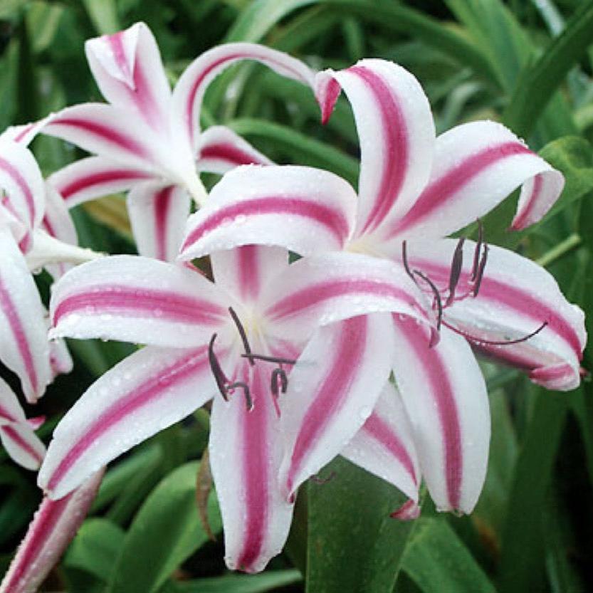Crinum Stars and Stripes-myBageecha