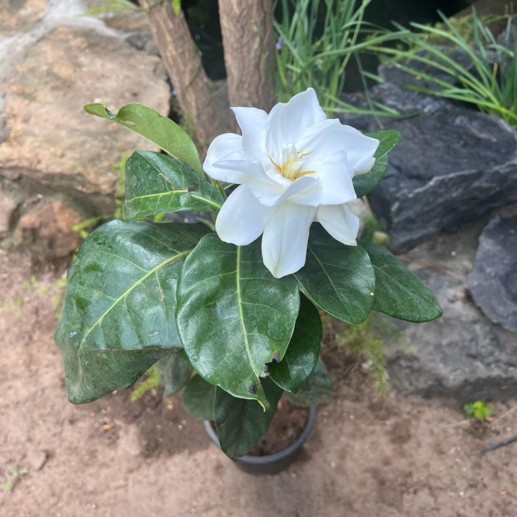 Gardenia jasminoides  White Fragrant Flowering Shrub