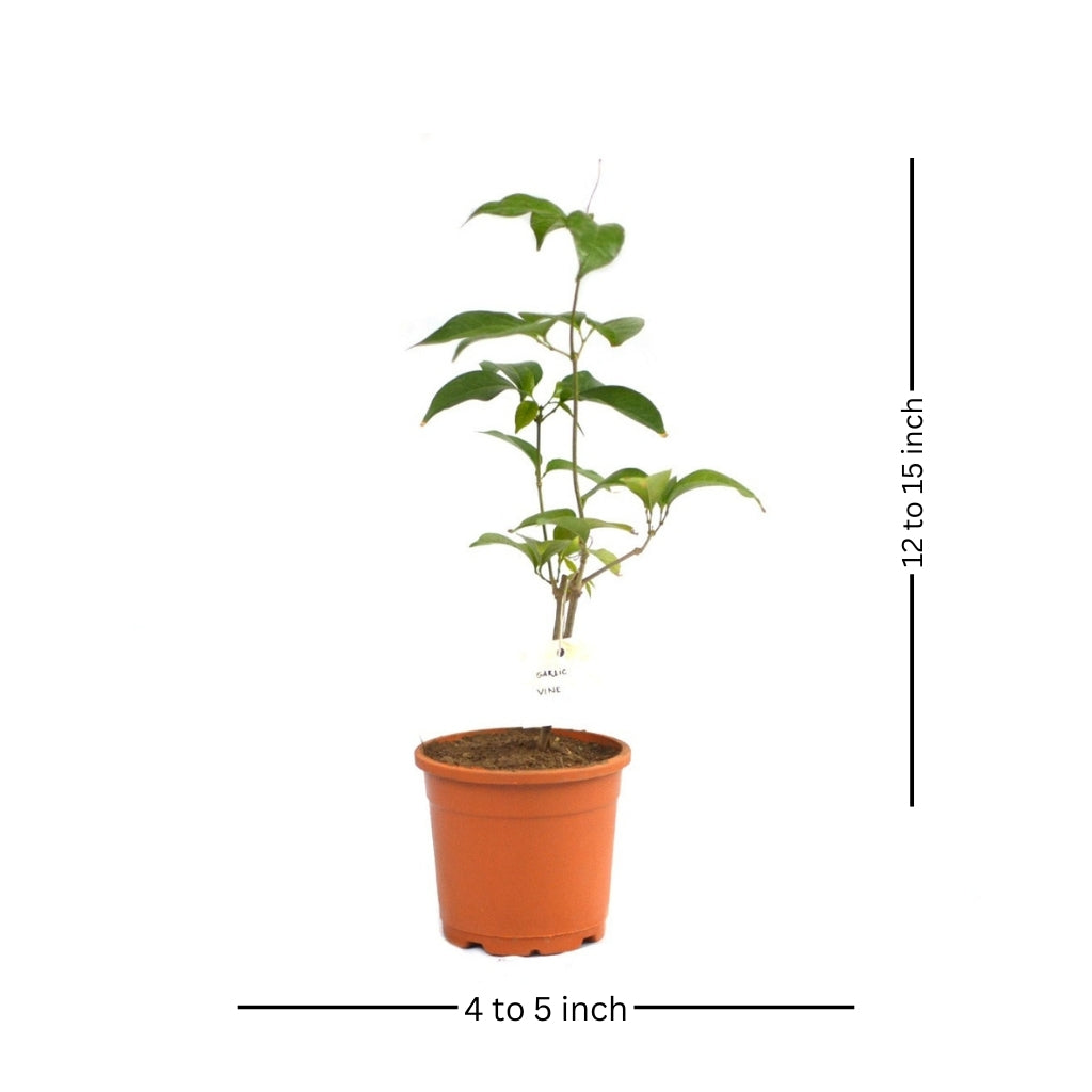 Garlic Vine Plant - myBageecha