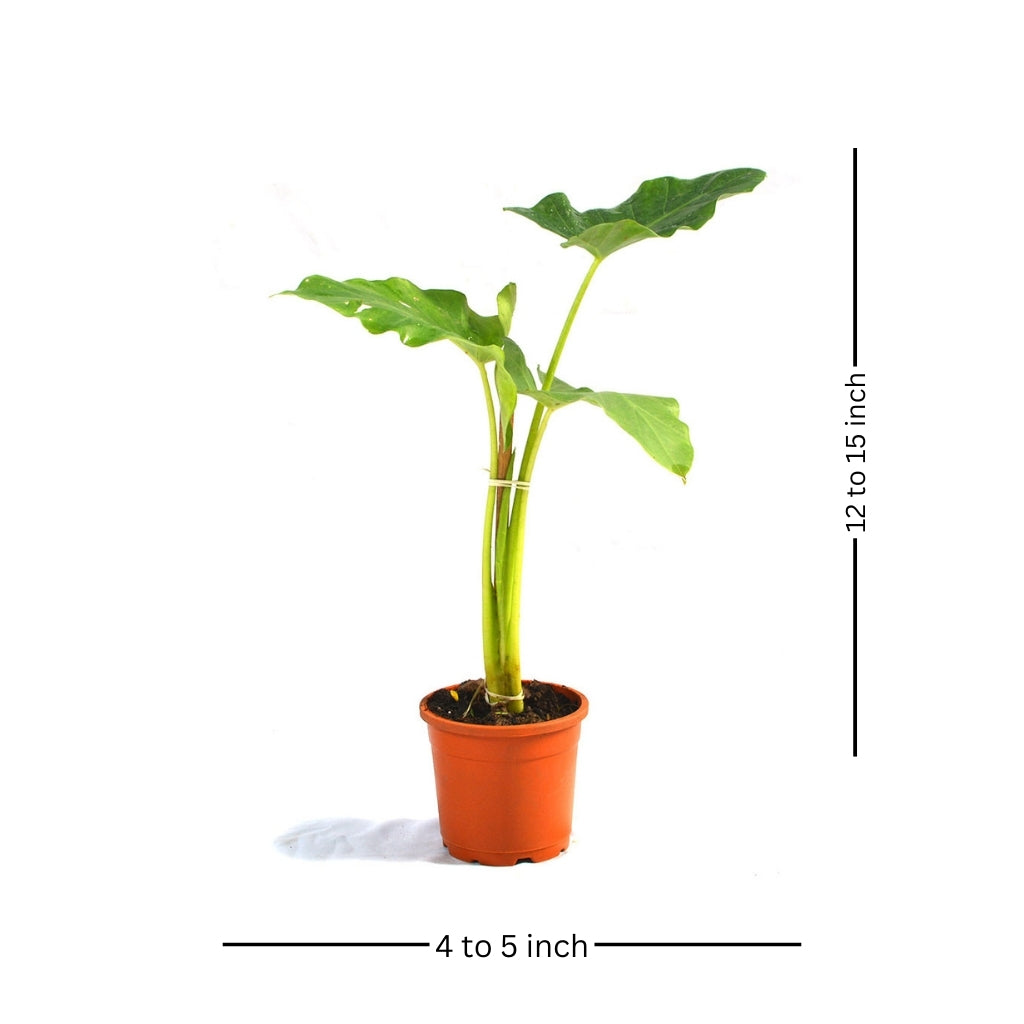 Alocasia Macrorrhizos Giant Taro Plant - myBageecha