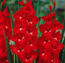 Gladiolus Trader Horn-myBageecha