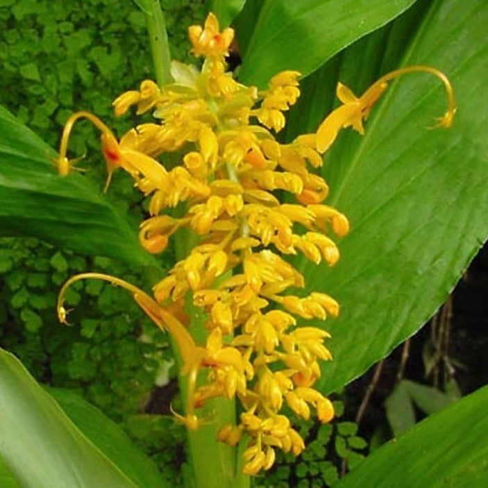 Globba Schomburgkii flower, Dancing Girl Ginger plant, tropical ginger blooms