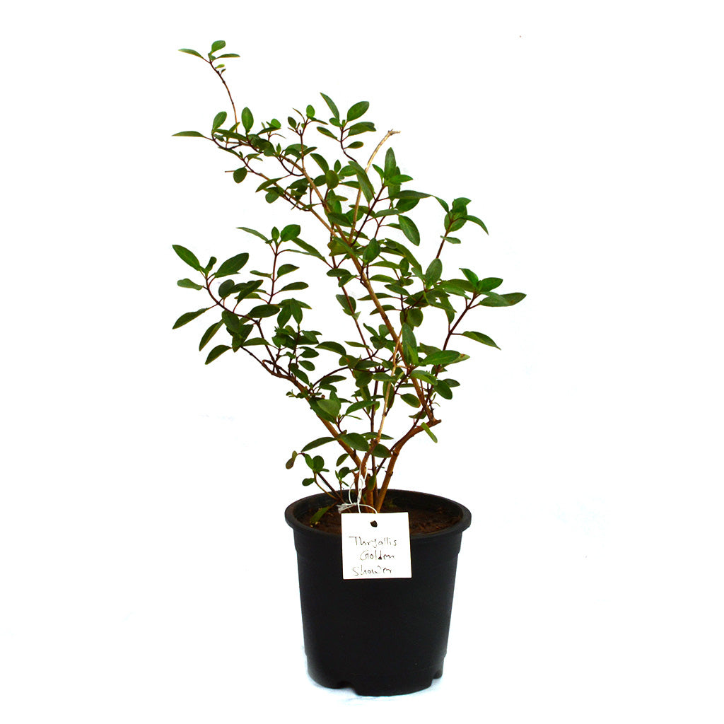 Thryallis Golden Shower Plant - myBageecha