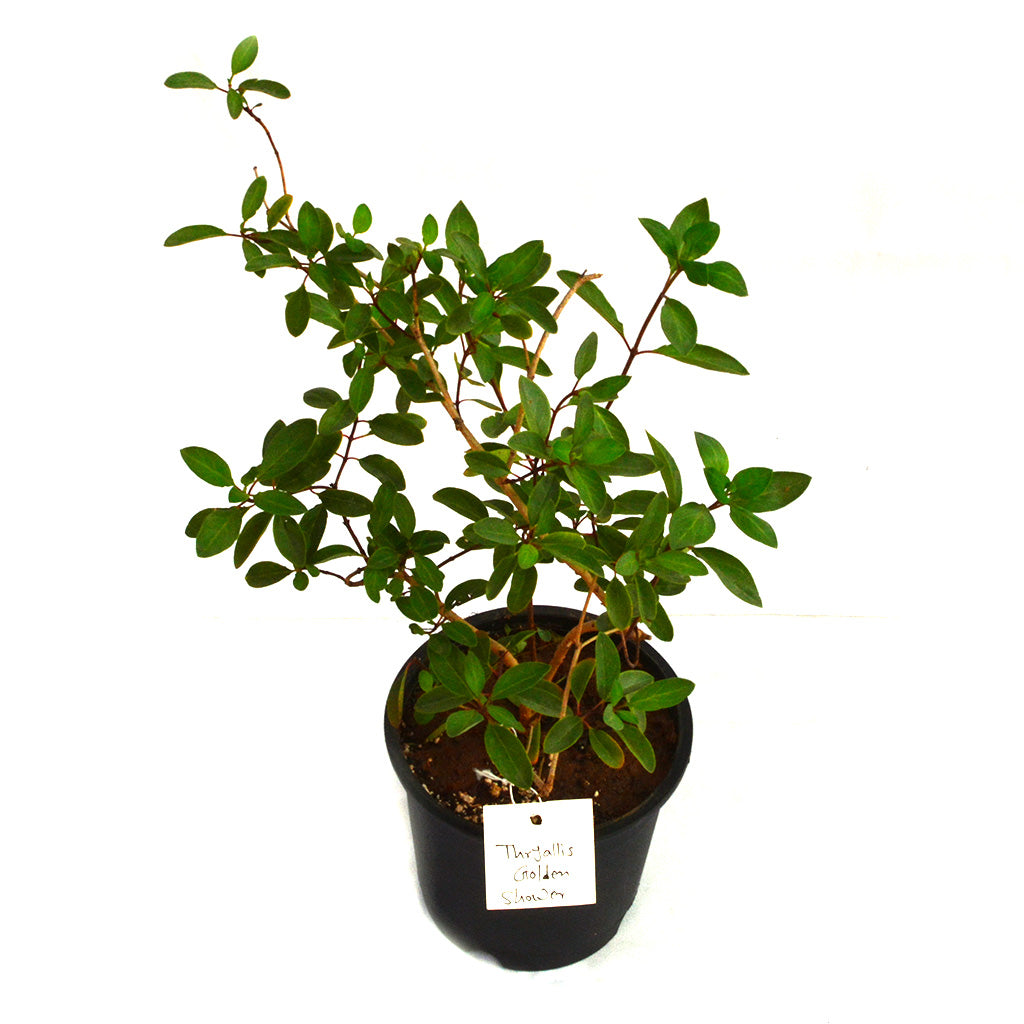 Thryallis Golden Shower Plant - myBageecha