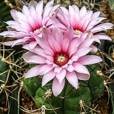 Gymnocalycium Chiquitanum x Hybrid Cactus Plant