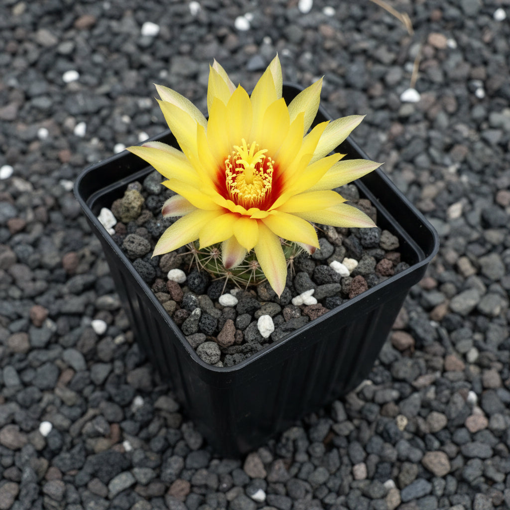 Hamatocactus Hamatocanthus in Bloom -myBageecha