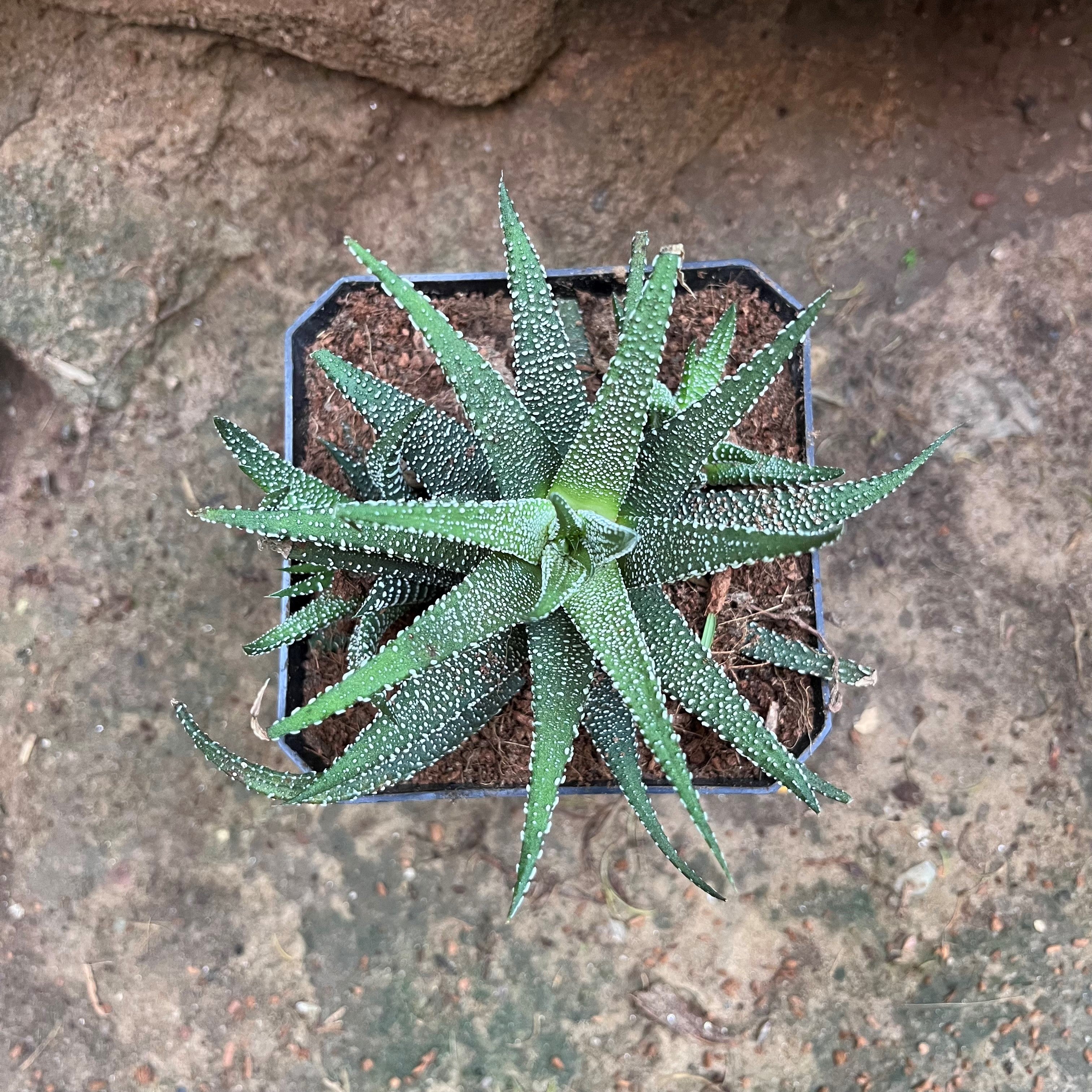 Haworthia Attenuata var. Radula Succulent Plant - myBageecha