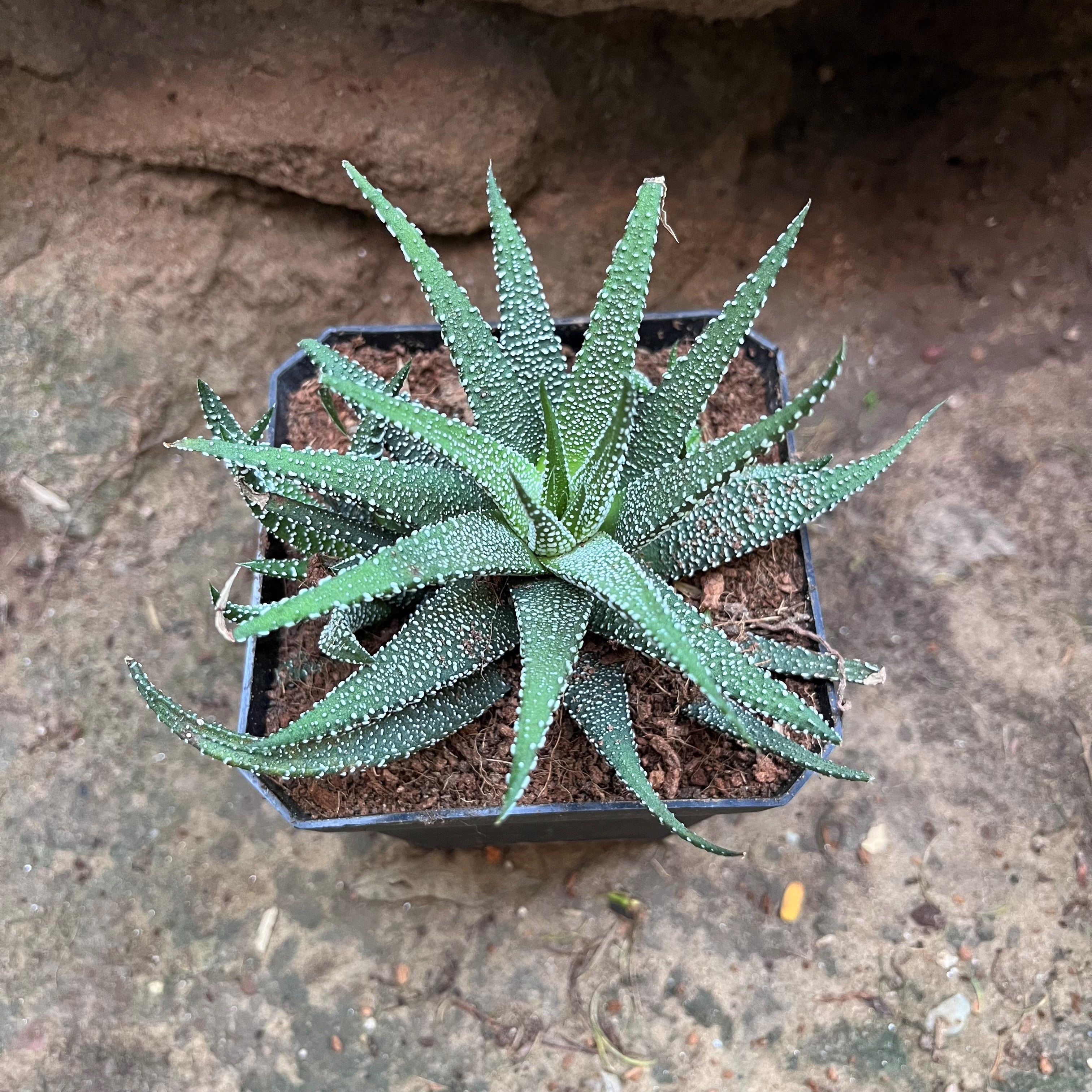 Haworthia Attenuata var. Radula Succulent Plant - myBageecha