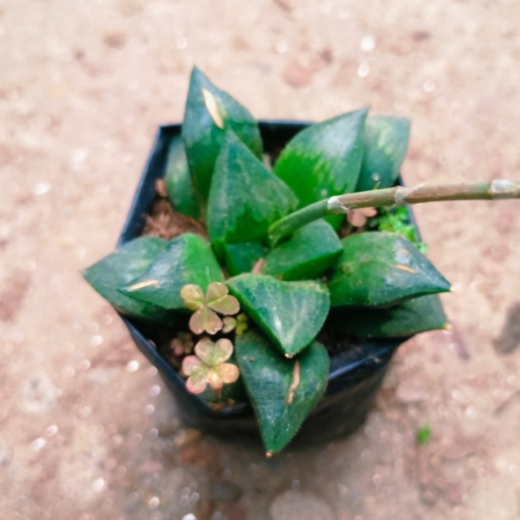 Haworthia Mirabilis Succulent Plant-myBageecha