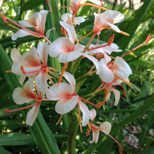 pink ginger lily flower Hedychium Pink Flame Bulbs – Exotic Pink Ginger Lilies