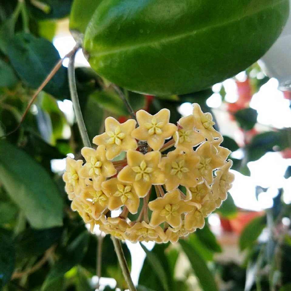 Hoya Dimorpha Plant - myBageecha