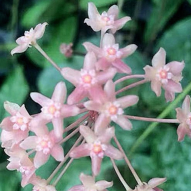 Hoya Macrophylla Snow Queen Plant-myBageecha
