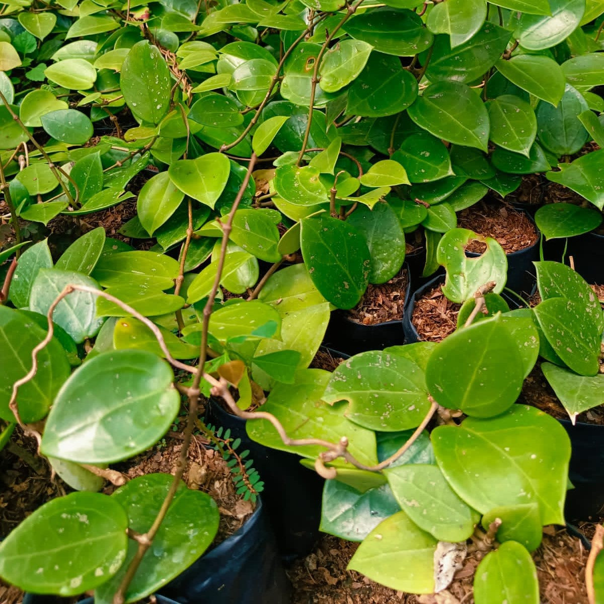 Hoya Obovata Plant - myBageecha