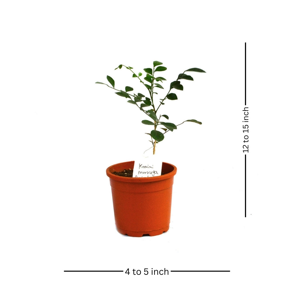 Kamini Murraya Paniculata Plant - myBageecha