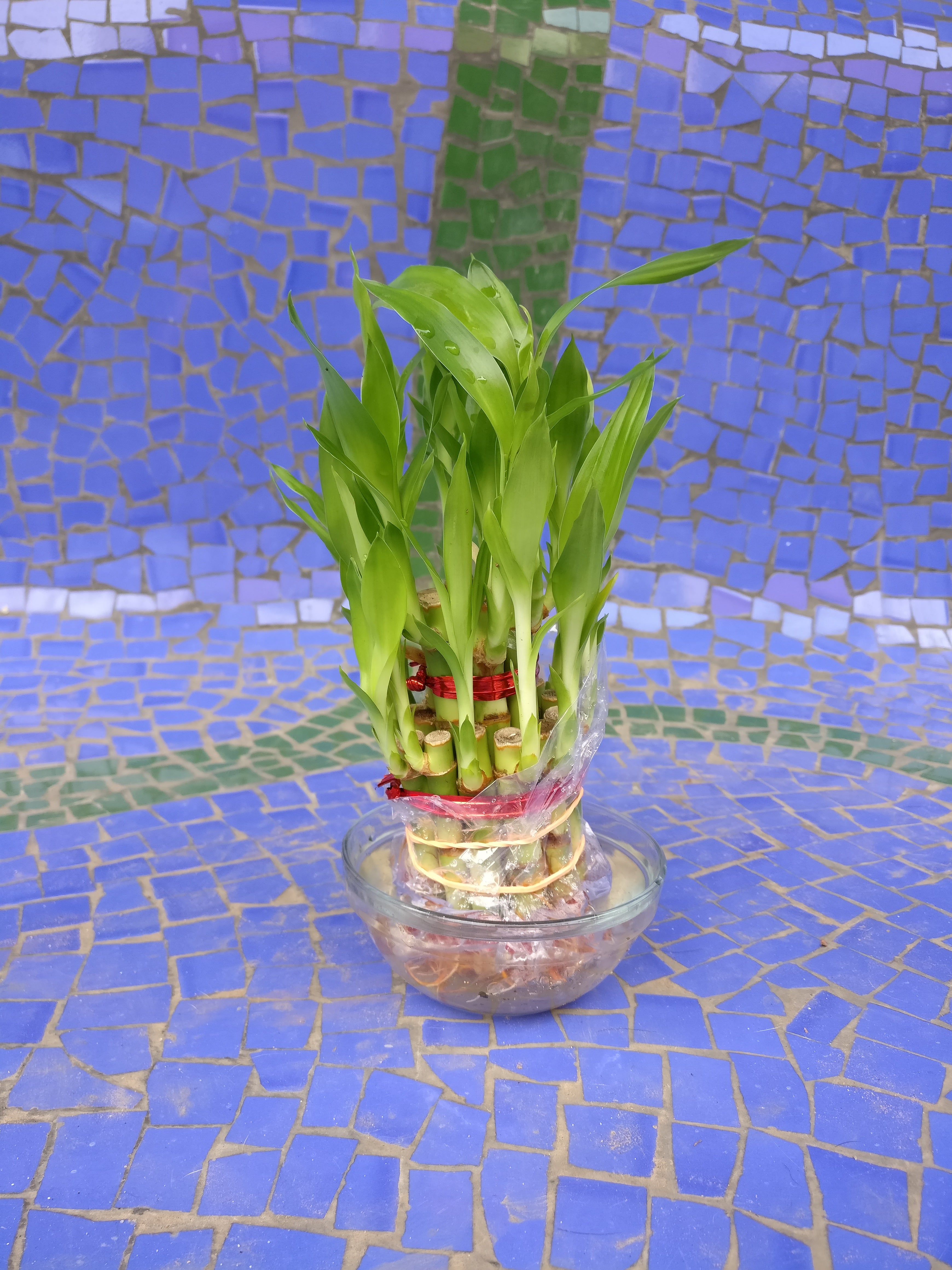 Lucky Bamboo - myBageecha