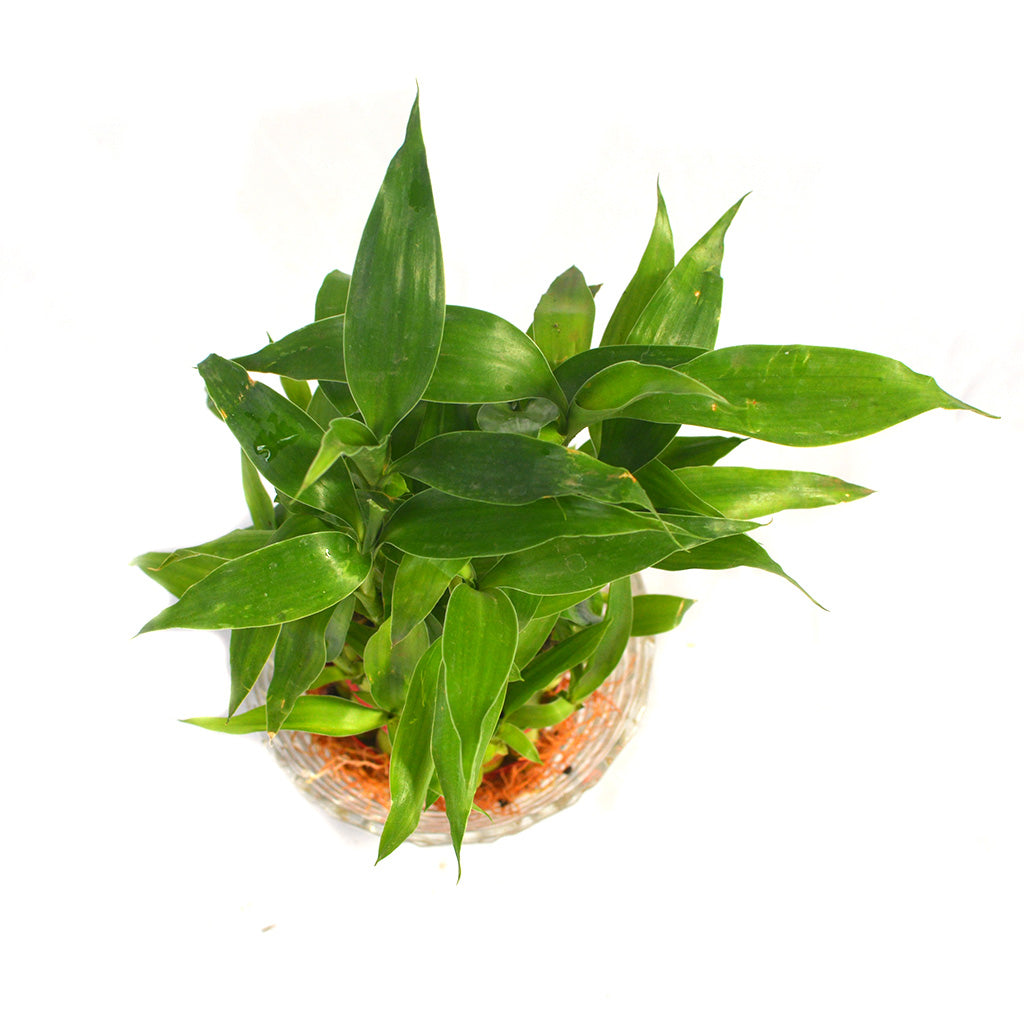 Lucky Bamboo - myBageecha