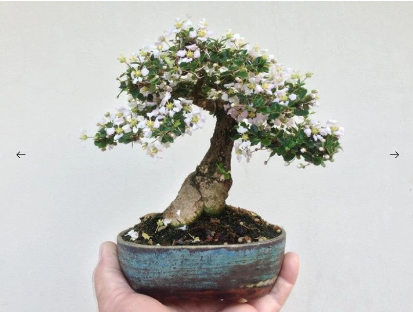 A hand holding a small potted Bonsai Malpighia Coccigera Mame tree with a curved trunk, green foliage, and clusters of tiny white flowers in a rustic blue-green ceramic pot against a plain light background.