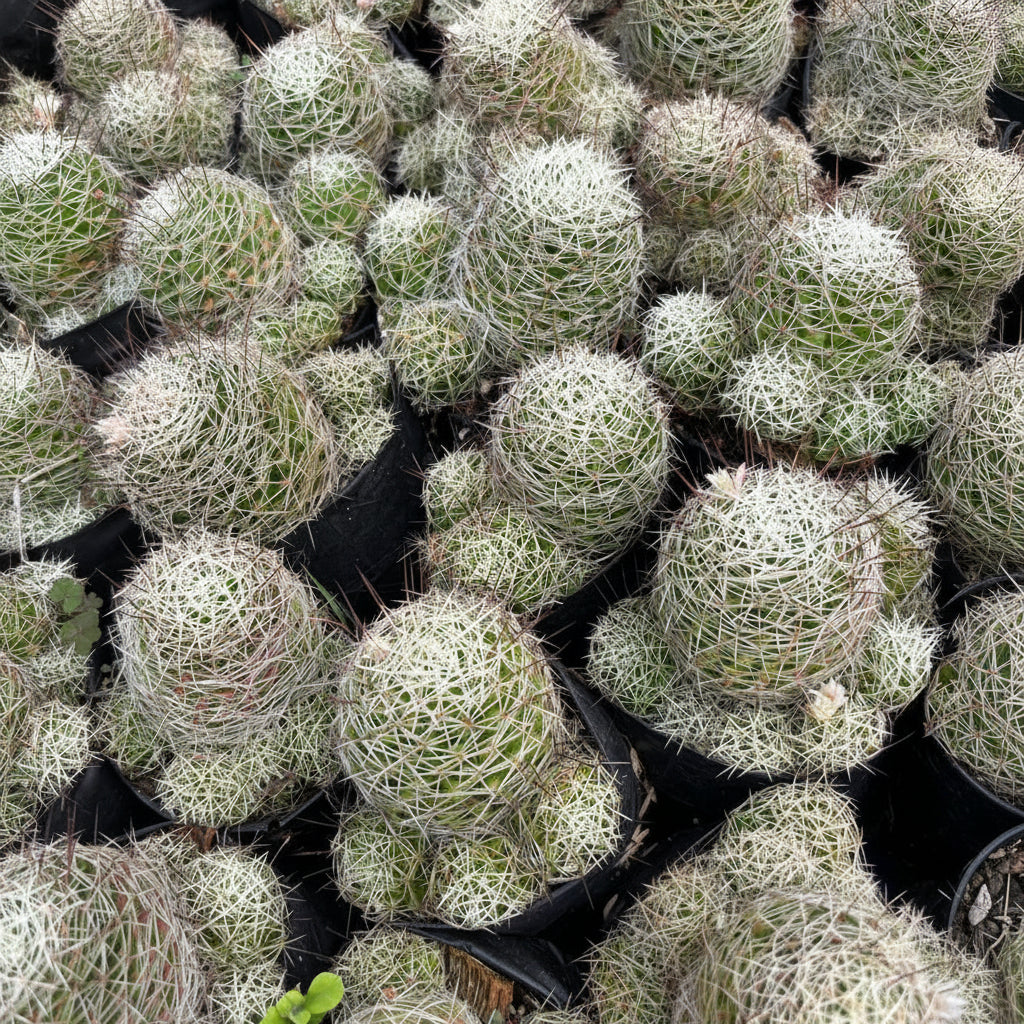 Cluster of Mammillaria Densispina Cactus Plant