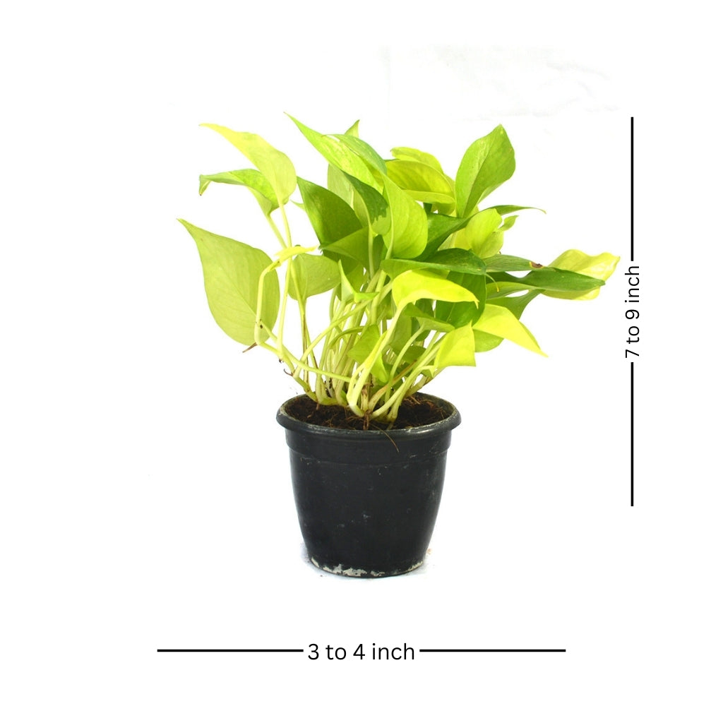 Pothos Neon Money Plant - myBageecha