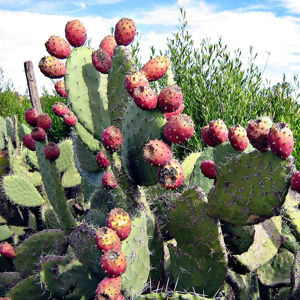 Opuntia Ficus Indica Cactus Plant-myBageecha