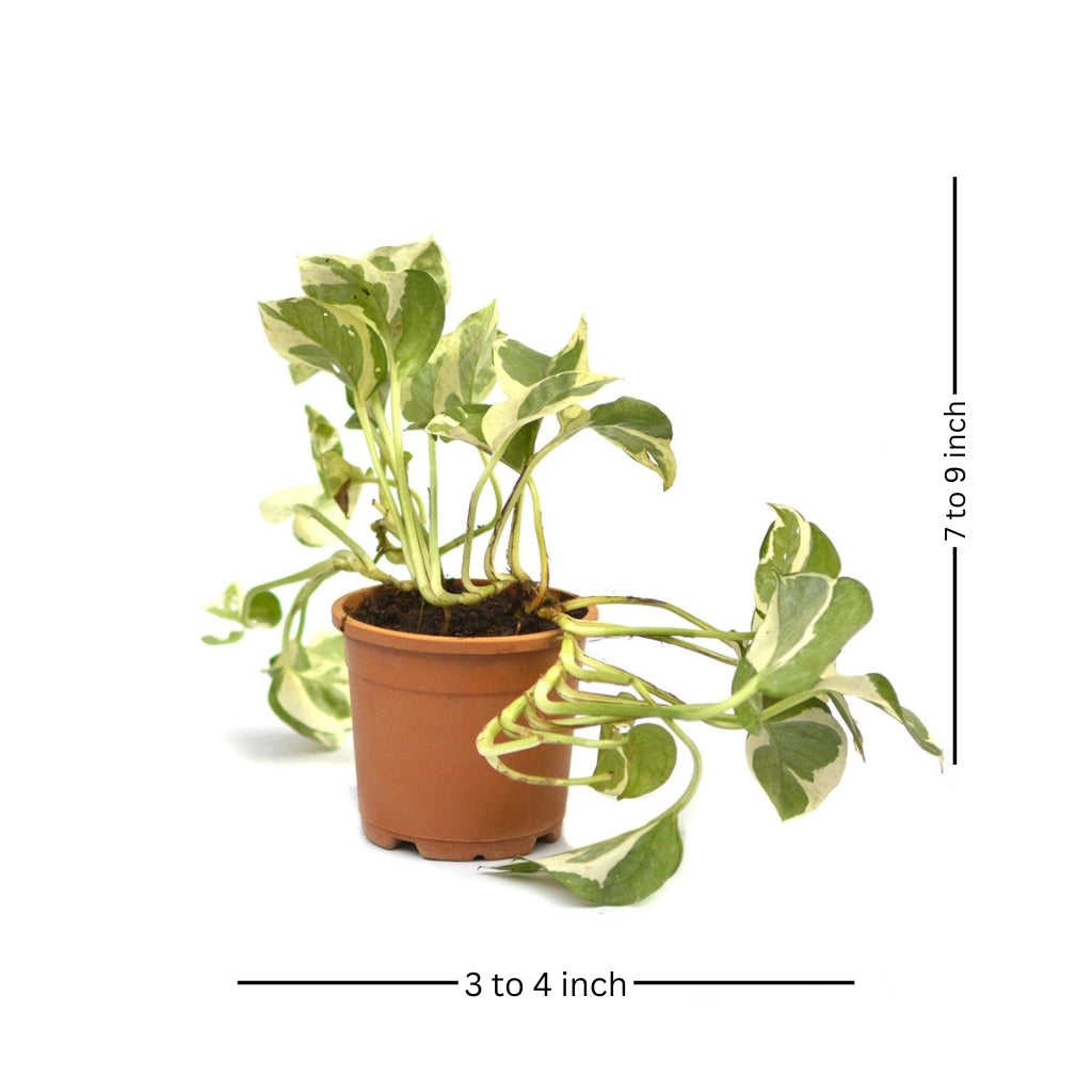 Pothos Pearls and Jade Money Plant - myBageecha
