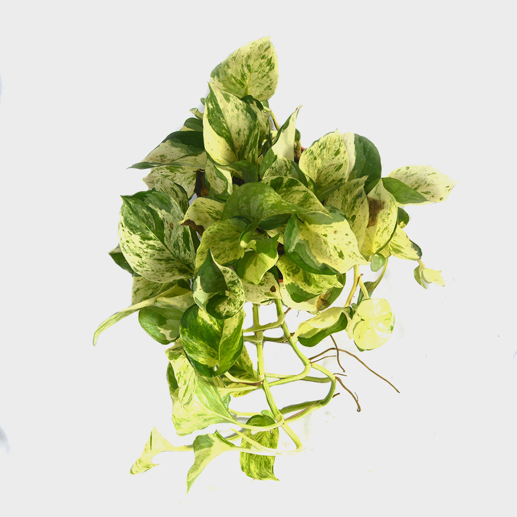 Pothos Pearls and Jade Money Plant - myBageecha