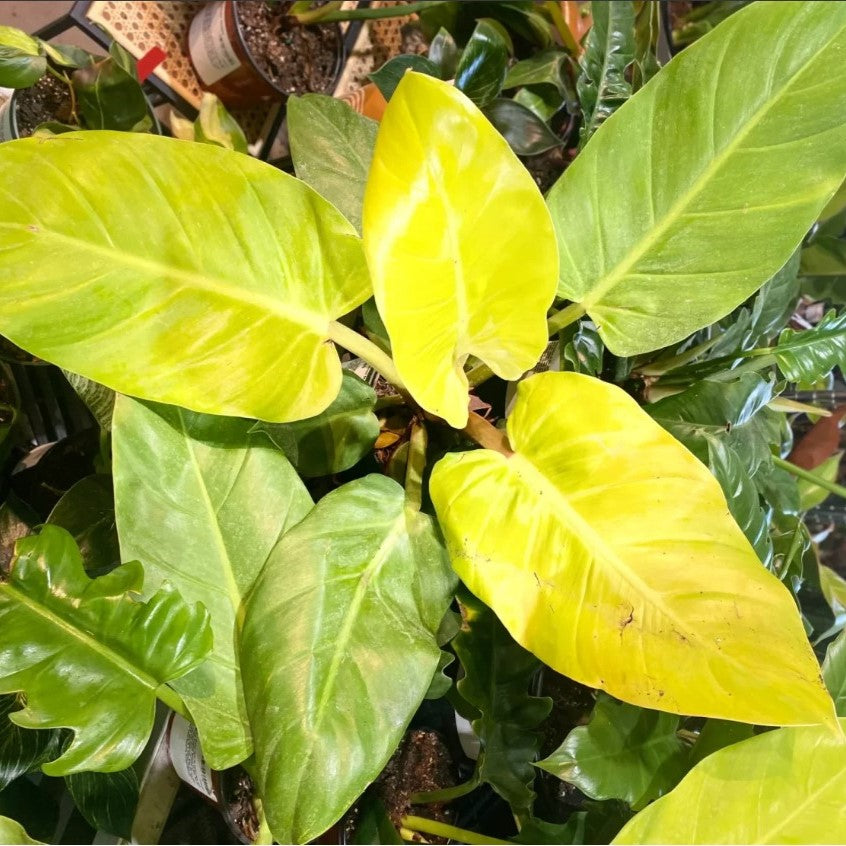 Philodendron Golden Melinonii Plant with golden-green broad leaves.