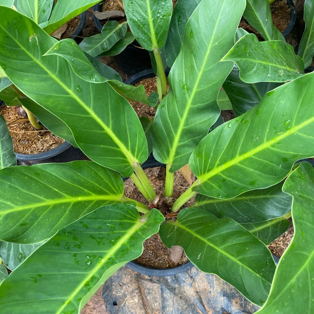 philodendron ruay sap variegated Philodendron Ruaysap Variegated Decorative Plant