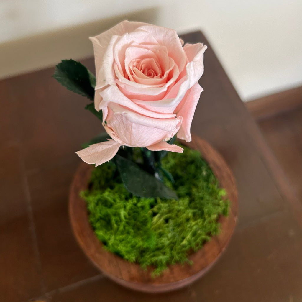 Eternal Rose in Pink Color