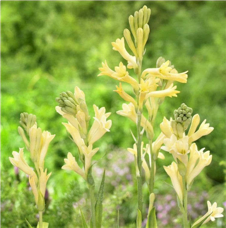 Rajnigandha-Polianthes tuberosa 'Yellow Baby (Bulbs) in Bloom -myBageecha