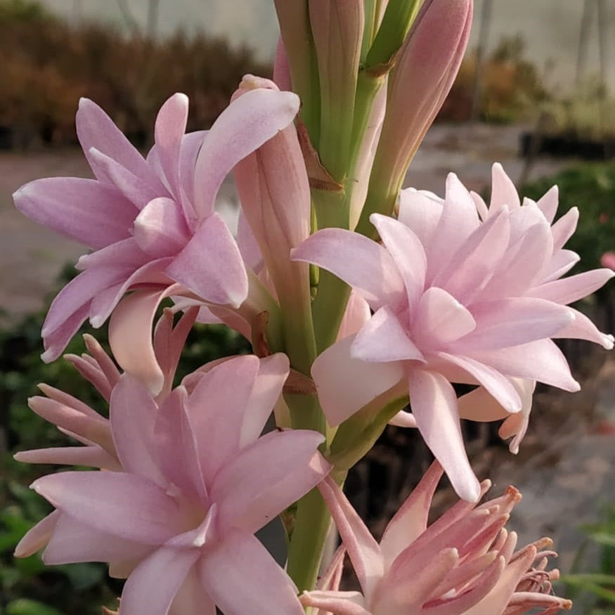 Close up-Rajnigandha-Polianthes tuberosa 'Pink Sapphire (Bulbs)-myBageecha