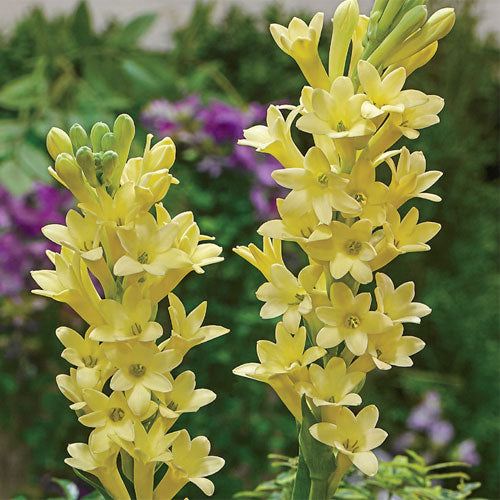 Close up - Rajnigandha-Polianthes tuberosa 'Yellow Baby (Bulbs)