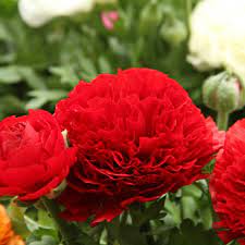 Red Ranunculus flowers with lush layered petals in full spring bloom