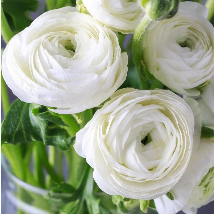 White double Ranunculus flowers in full bloom with soft layered petals