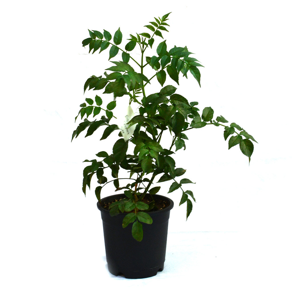 Rosy Trumpet Tree - myBageecha