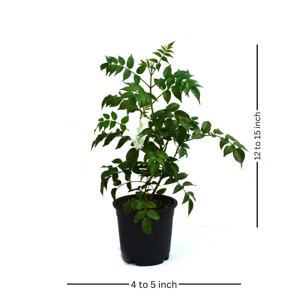 Rosy Trumpet Tree - myBageecha