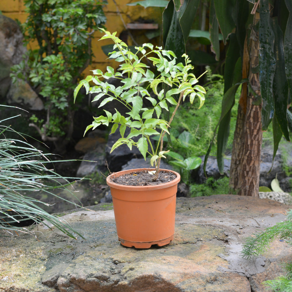 Rosy Trumpet Tree - myBageecha