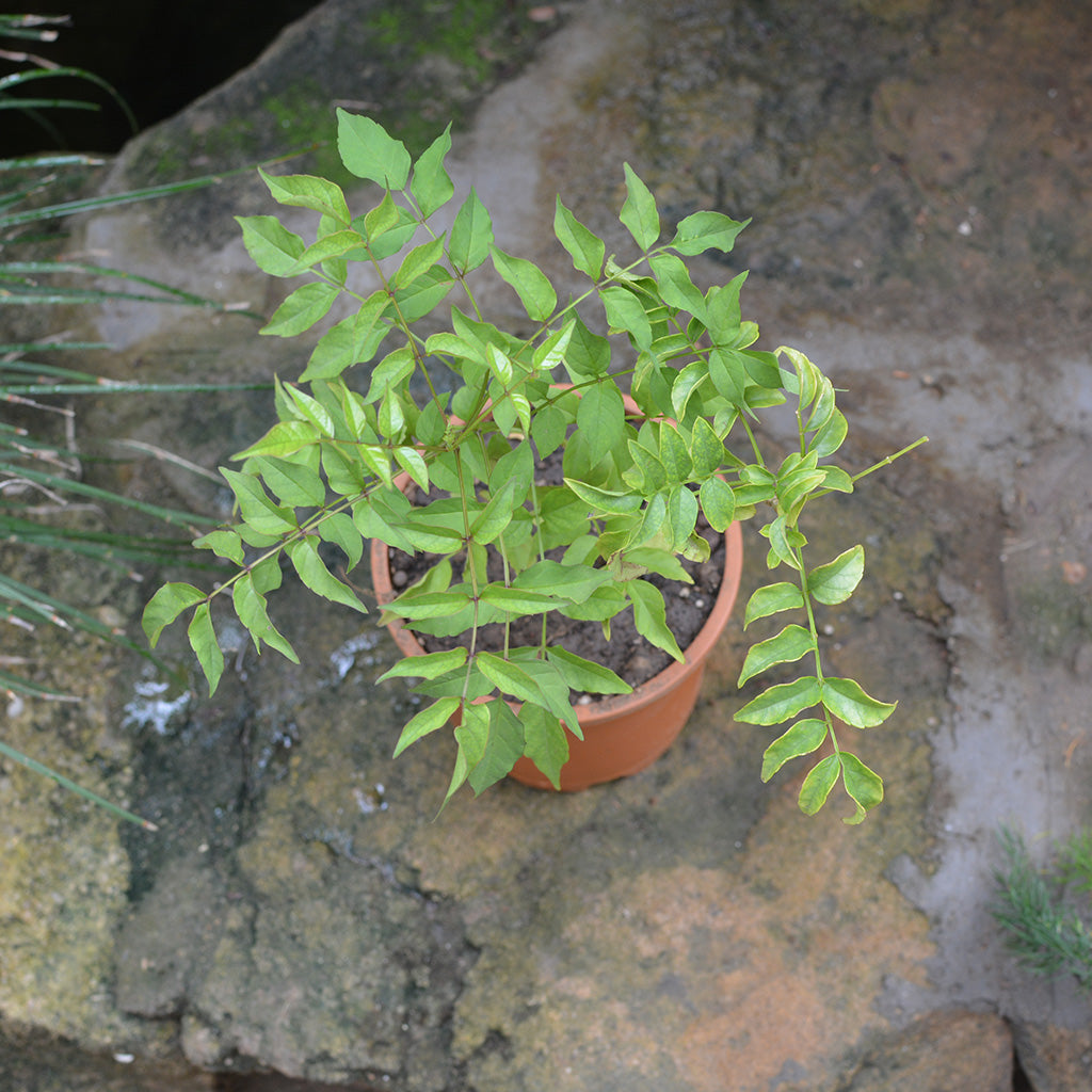 Rosy Trumpet Tree - myBageecha