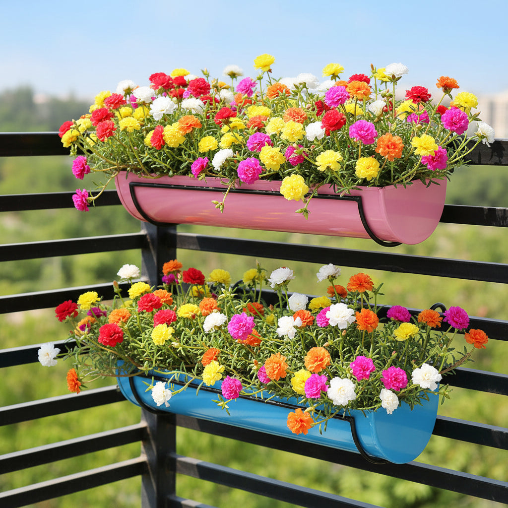 Portulaca grandiflora growing in Set of 2 Hanging Railing Planters with Stand