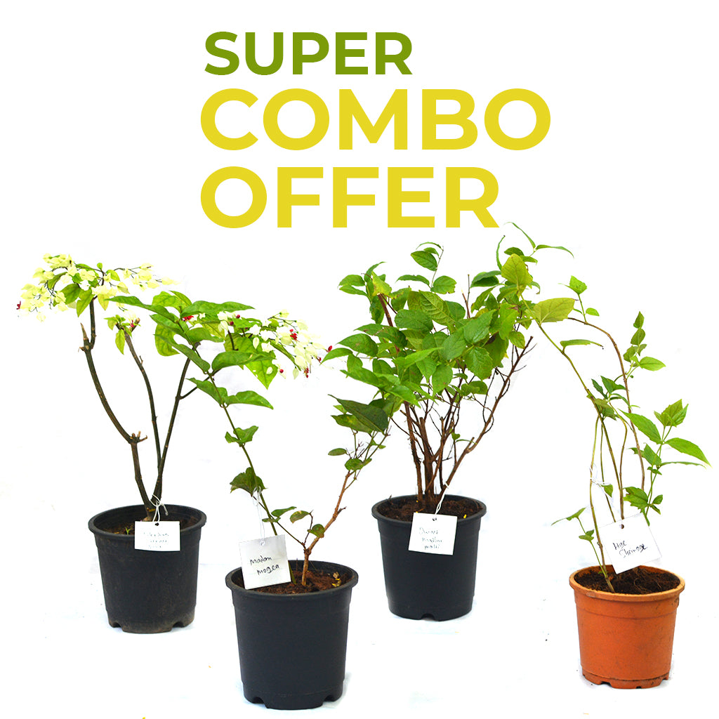 Set of 4 Balcony Flowering Plants - Har Shringar + Madan Mogra + Dwarf Madhu Malti + Bleeding Heart Vine