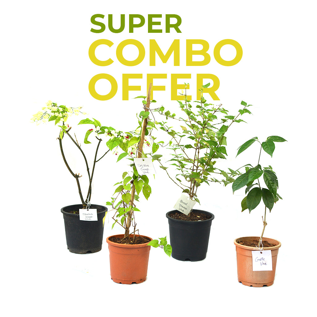 Set of 4 Flowering Vine Plants - Garlic vine +Sky Blue Custer Vine + Bengal Trumpet Vine+ Bleeding Heart Vine