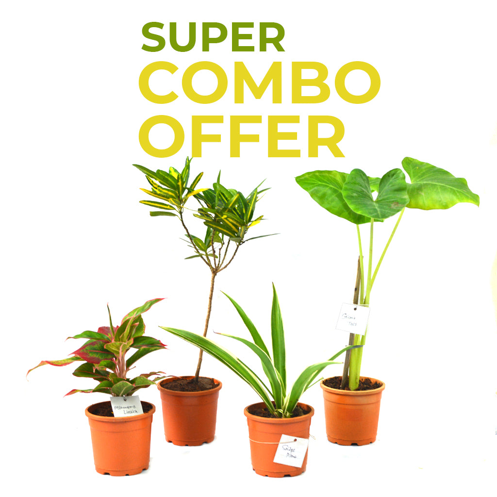 Set of 4 Foliage green plants combo - Giant Taro + Codiaeum Variegatum Petra + Spider Plant+ Aglaonema Lipstick