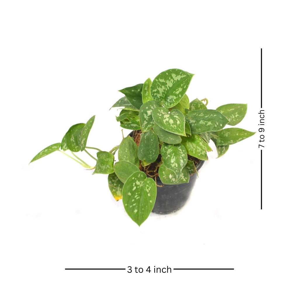 Pothos Silk Plant - myBageecha