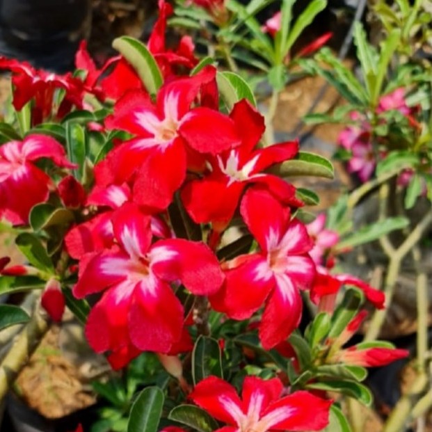 Cardinal Star Adenium Plant