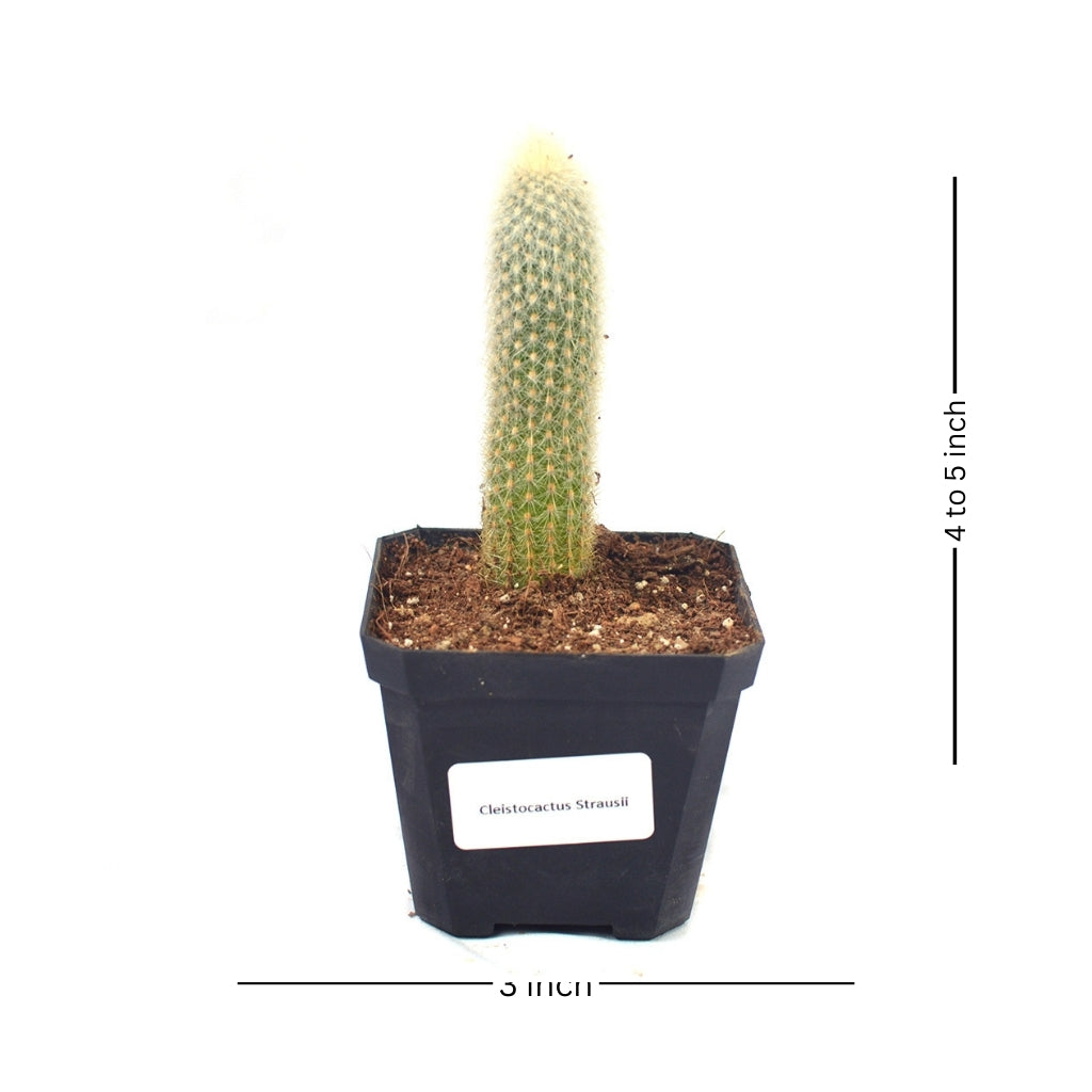 Cleistocactus Strausii Wooly Torch Cactus Plant - myBageecha