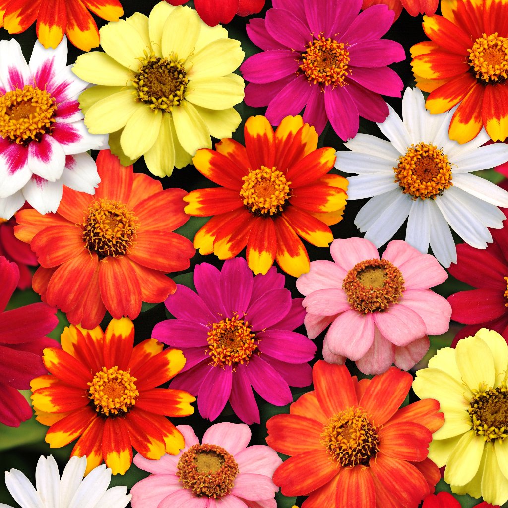 Zinnia Zahara Mix Flower Seeds – mixed blooms – myBageecha