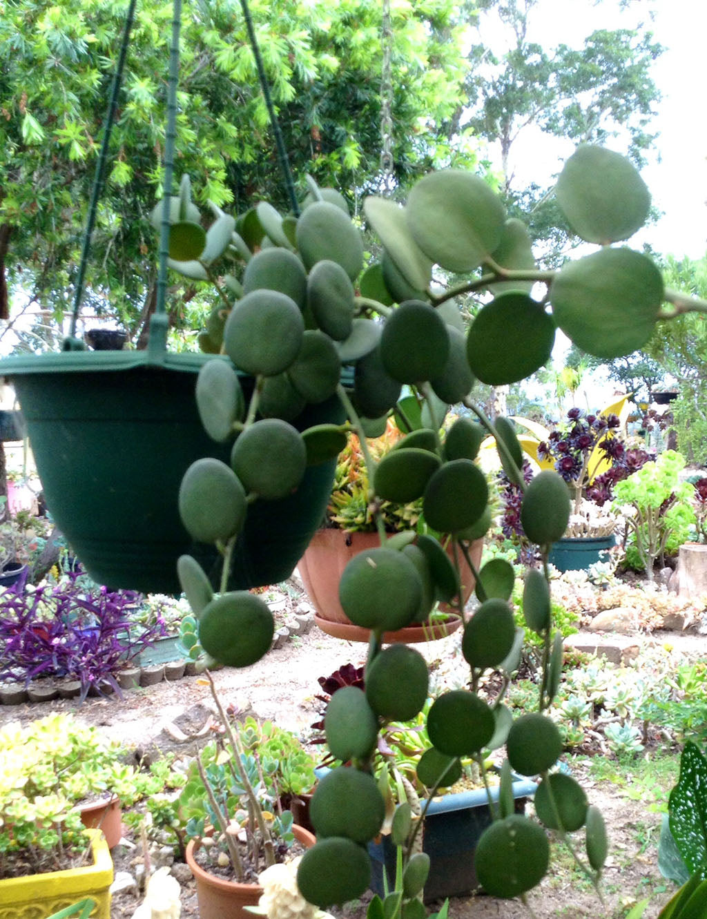 Silver Dollar Plant Succulent Plant - myBageecha