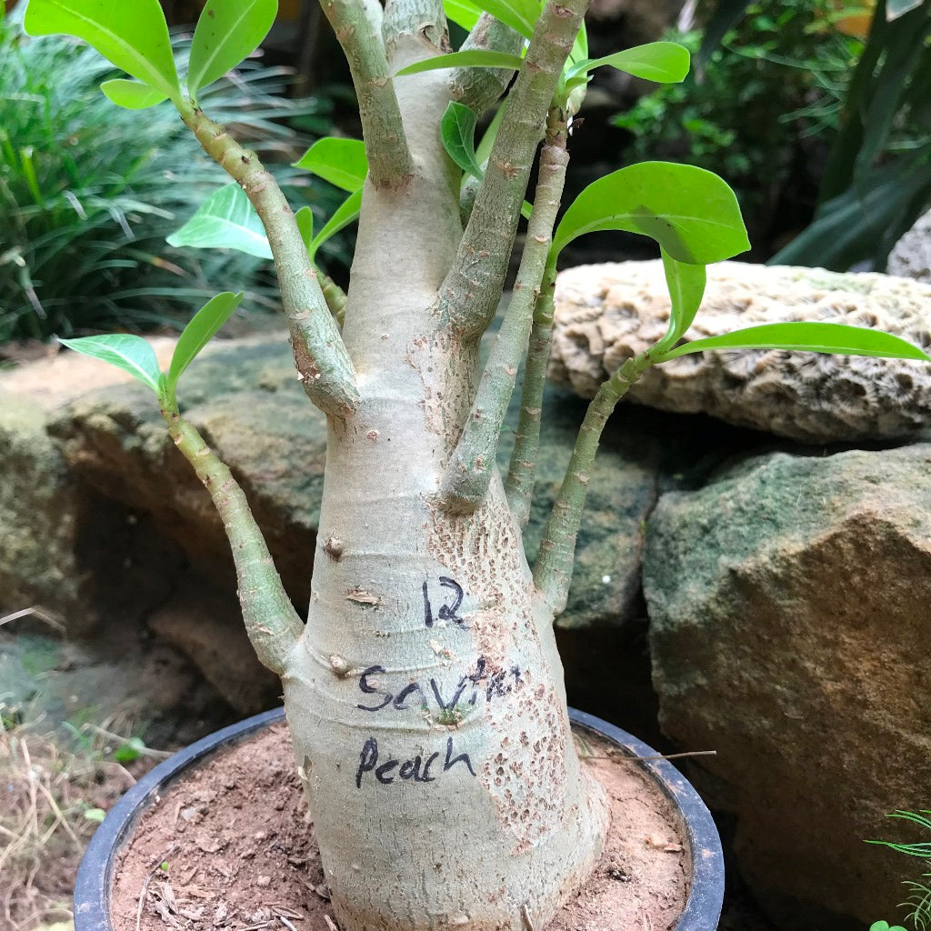 Adenium Arabicum - Sautnam Petch Plant - myBageecha