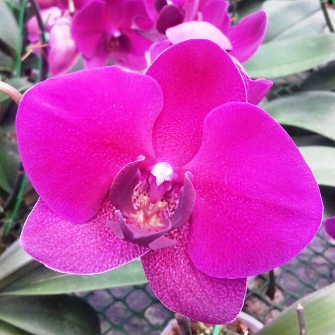 Phalaenopsis-1670 - myBageecha