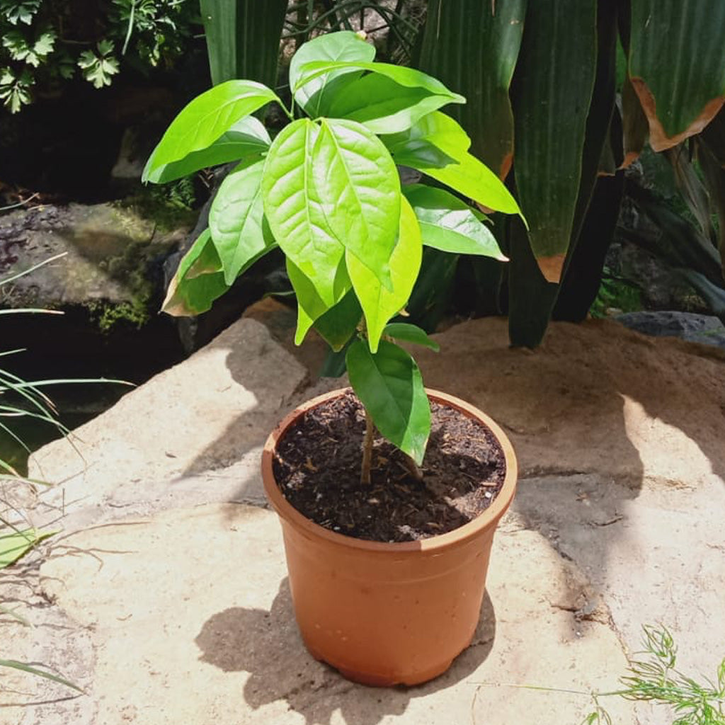 Garlic Vine Plant - myBageecha